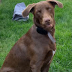 Meet your Posher, Shayla